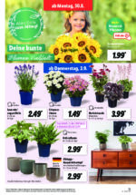 Lidl brochure with new offers (137/169)