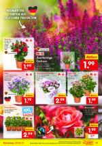 Netto Marken-Discount brochure with new offers (13/91)
